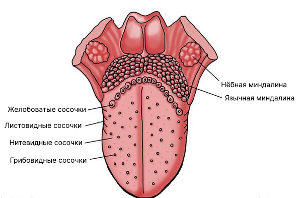 Сосочки языка