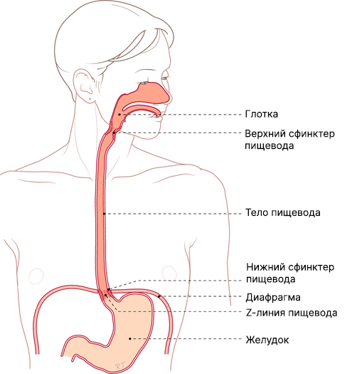 Пищевод человека