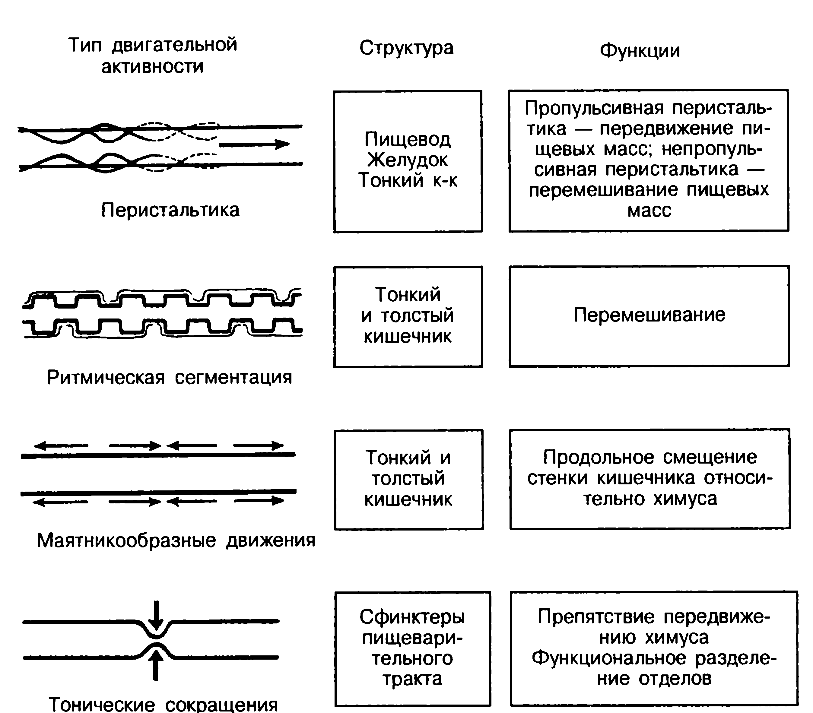 Виды моторной активности кишечника