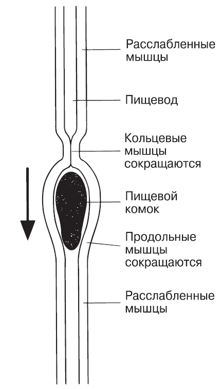 Перистальтика в пищеводе