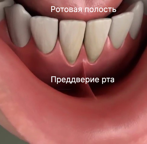 Преддверие рта и ротовая полость