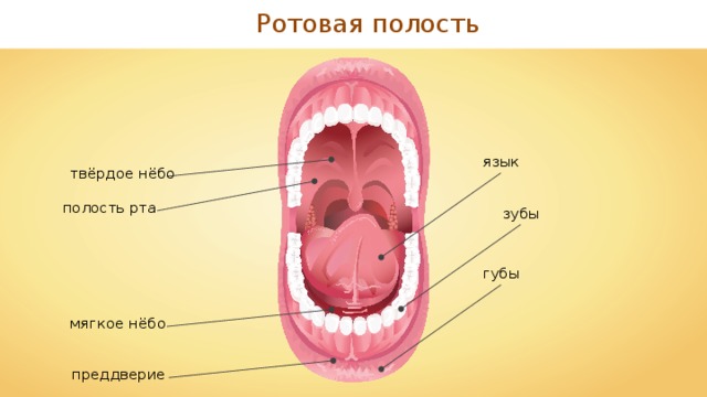 Ротовая полость