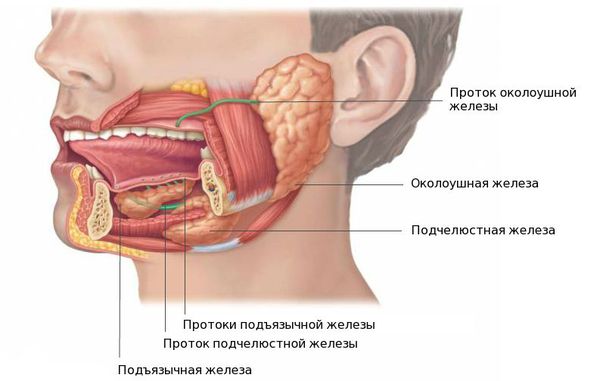 Крупные слюнные железы и их протоки