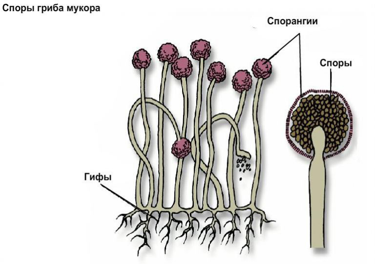 Мукор