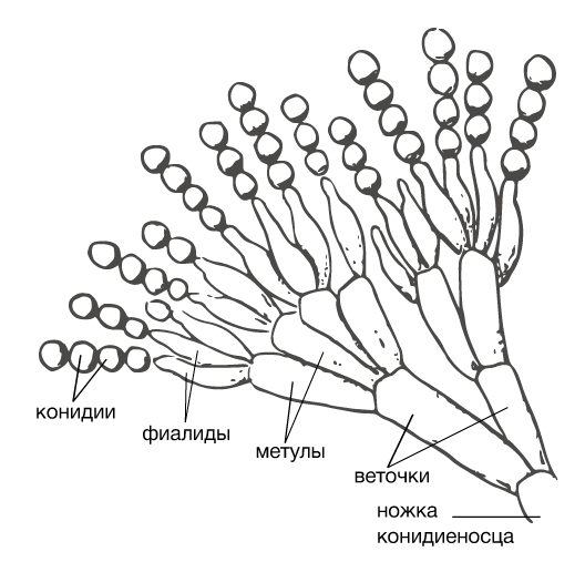 Пеницилл