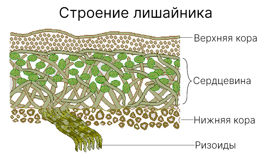 Строение лишайника