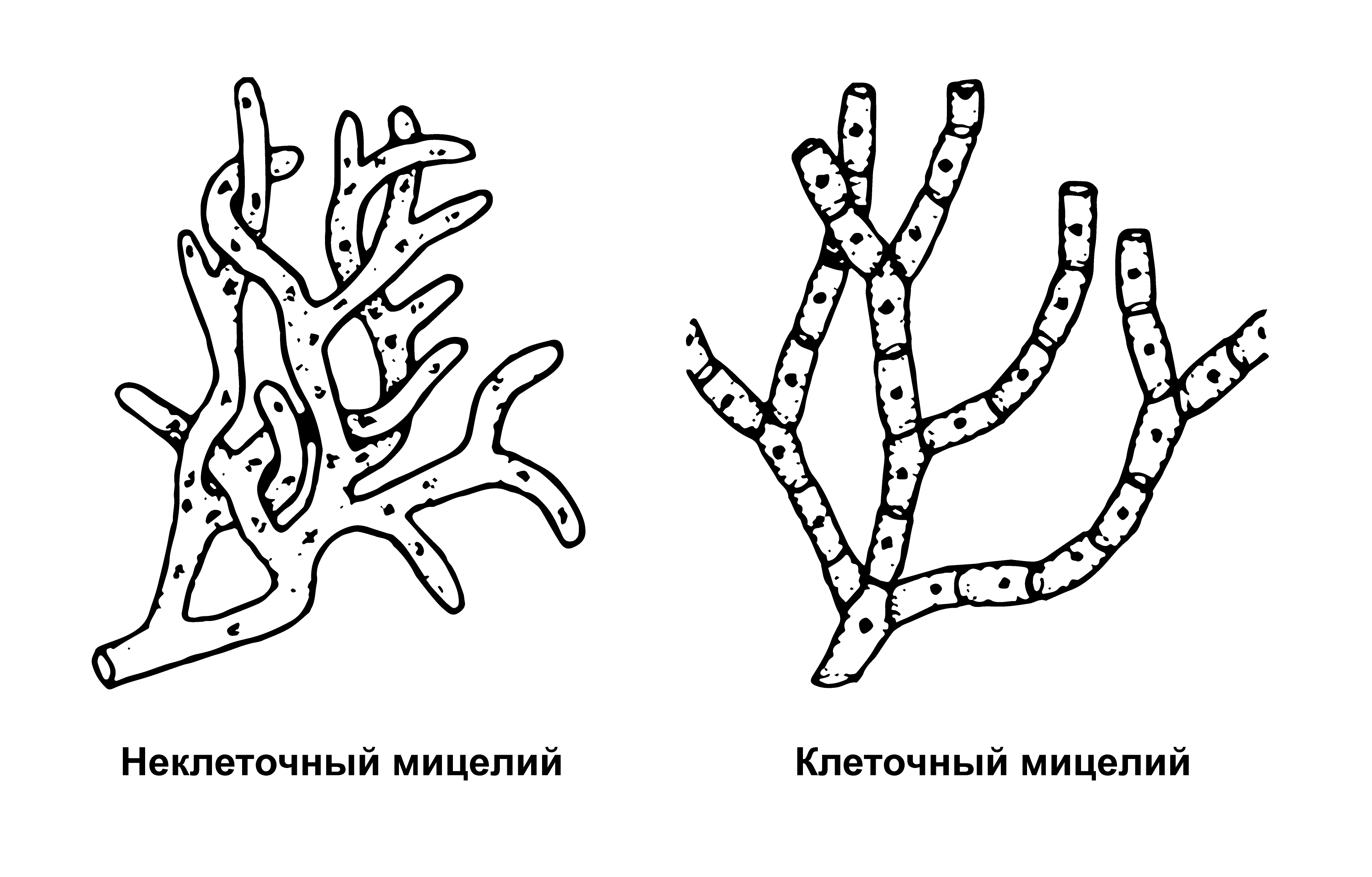 Клеточный мицелий