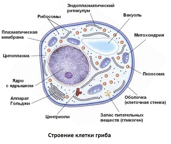 Клетка гриба