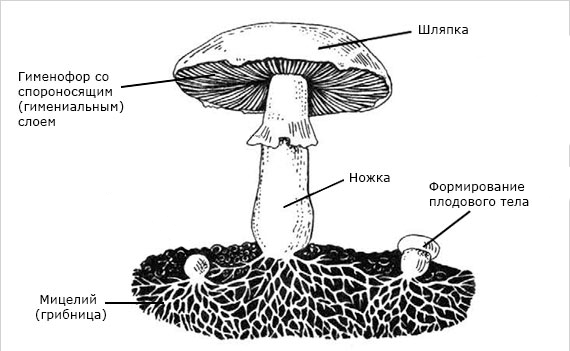 Строение гриба