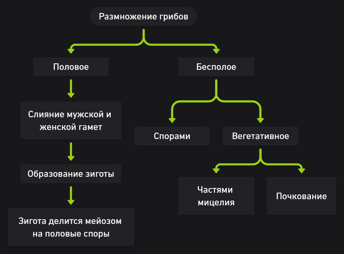 Схема размножения грибов