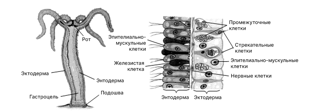 Строение гидры