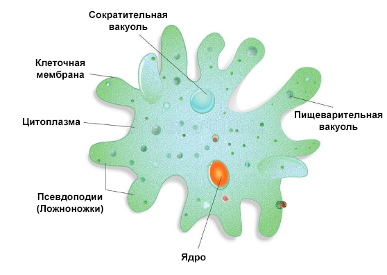 Строение амебы