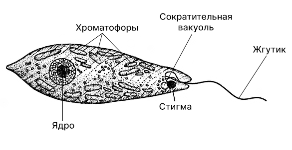 Строение эвглены зеленой