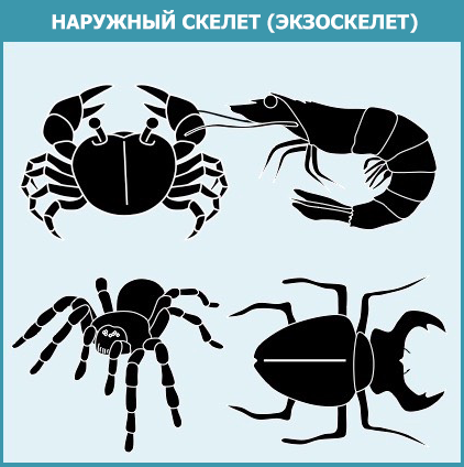 Наружный скелет