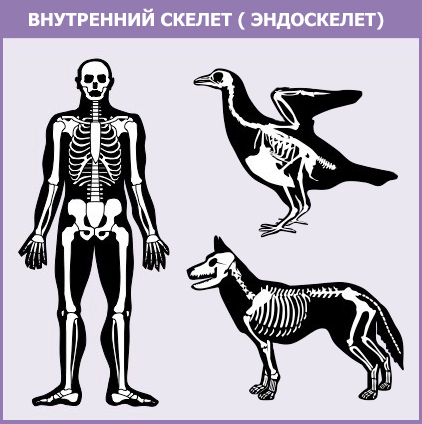 Внутренний скелет