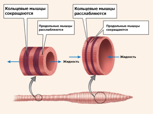 Гидроскелет