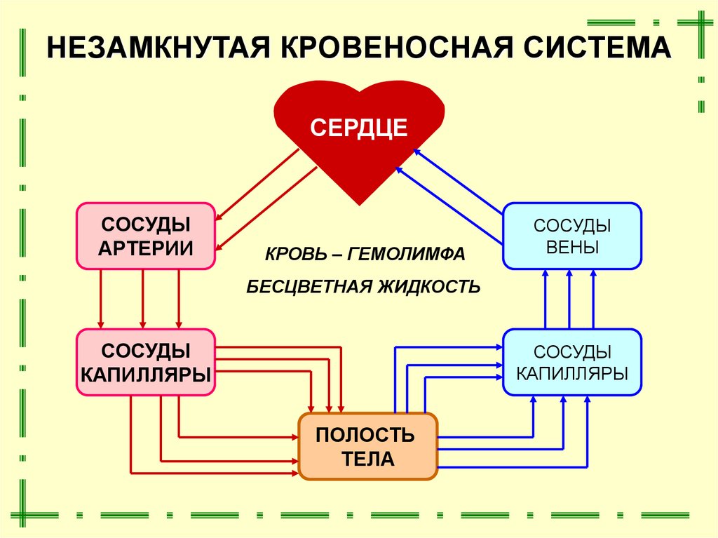 Незамкнутая кровеносная система