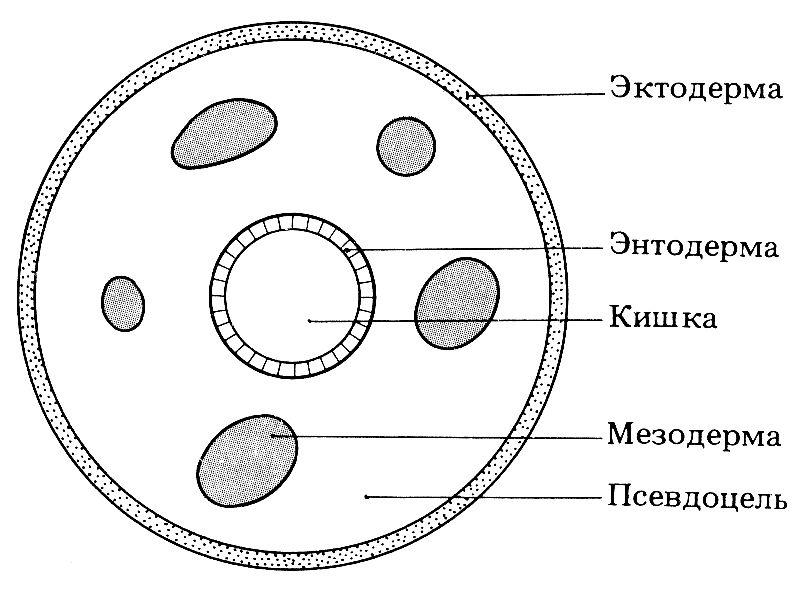 Первичная полость тела