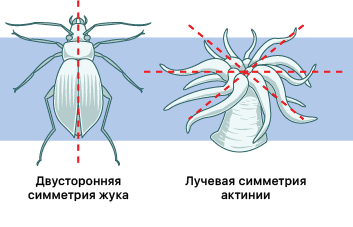 Симметрия тела