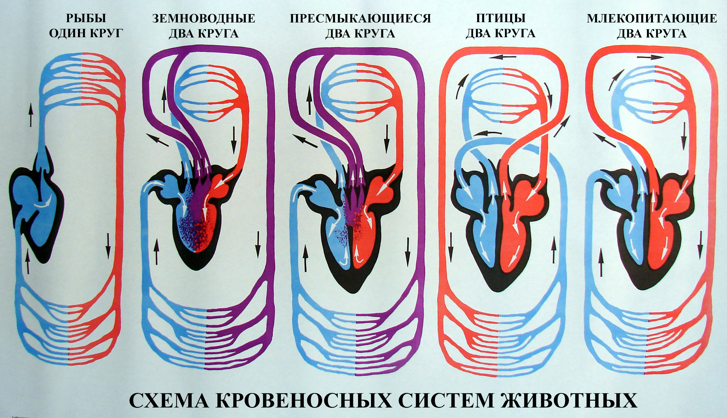 Замкнутая кровеносная система